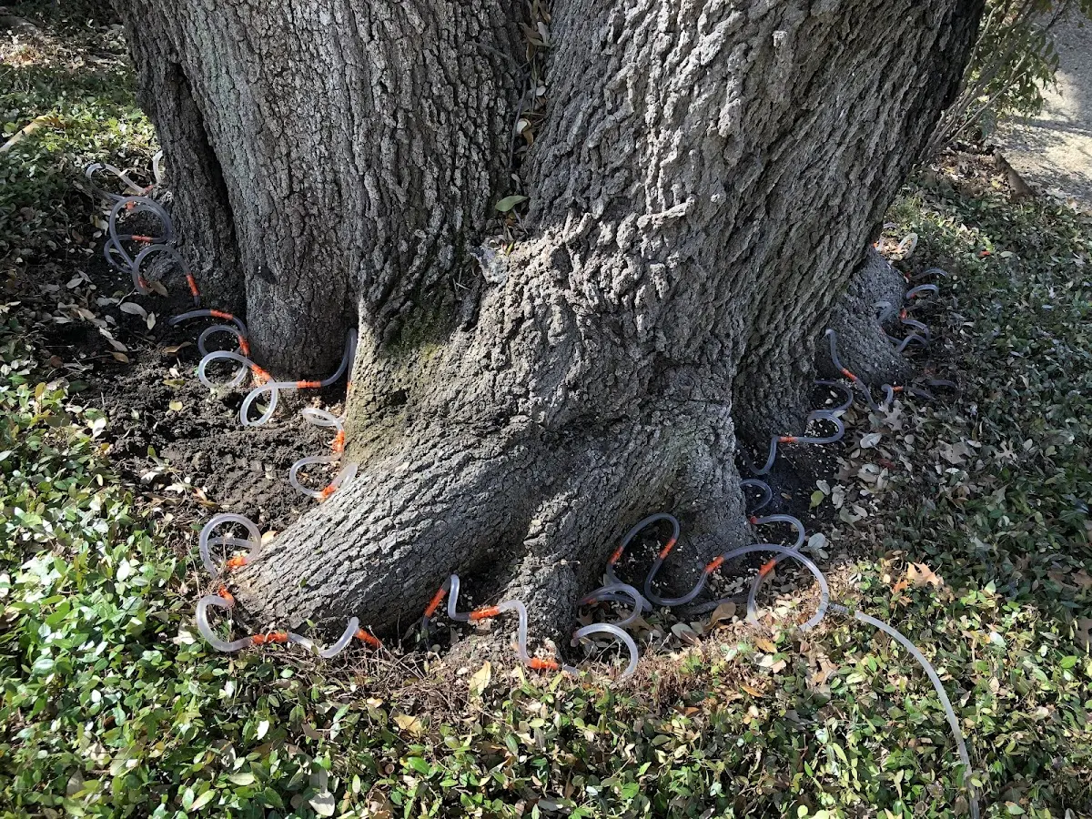Detailed Tree Cabling and Bracing job site in Kings Park